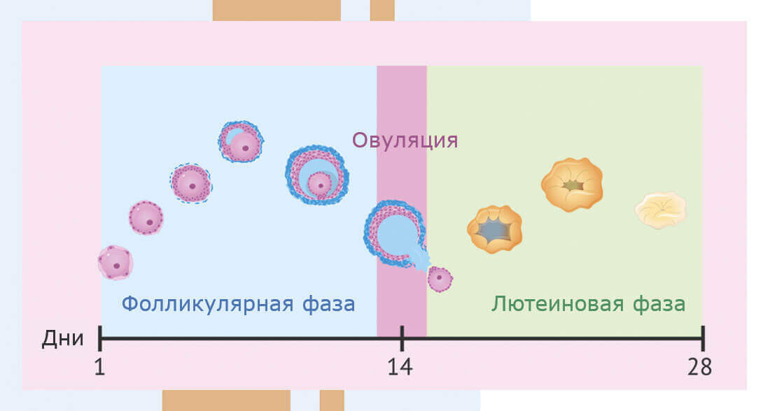 Развитие фолликулов во время цикла