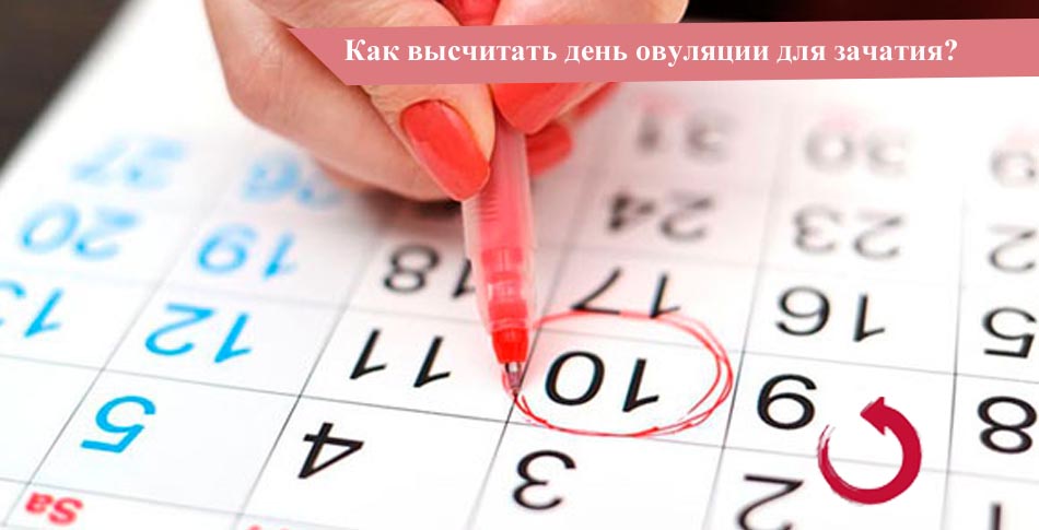 Как рассчитать день овуляции для зачатия