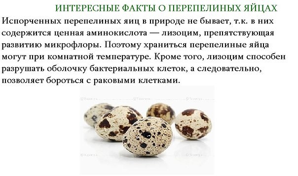 Факты о яйцах